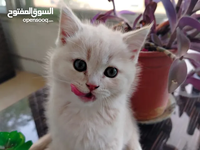 قط شيرازي ذكر لعوب متعود على اكل البيت والدراي فود