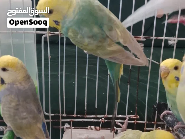 اربعة دكورة بادجي وتلاته اناتي بادجي