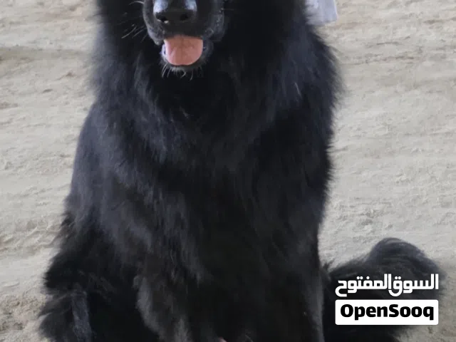 بلاك جاك لونق هير