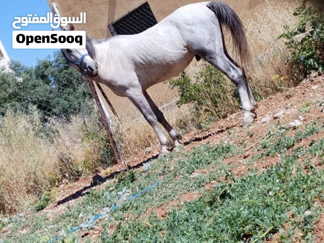 حصان للبيع عمر 5سنوات حراث عقاله بالصلاة على النبي للبدل على حلال مطلوب 550 والله يطرح البركه