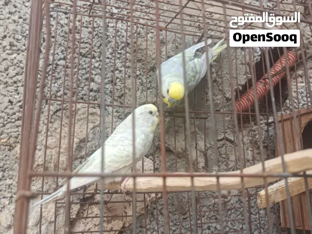 ريمبو للبيع