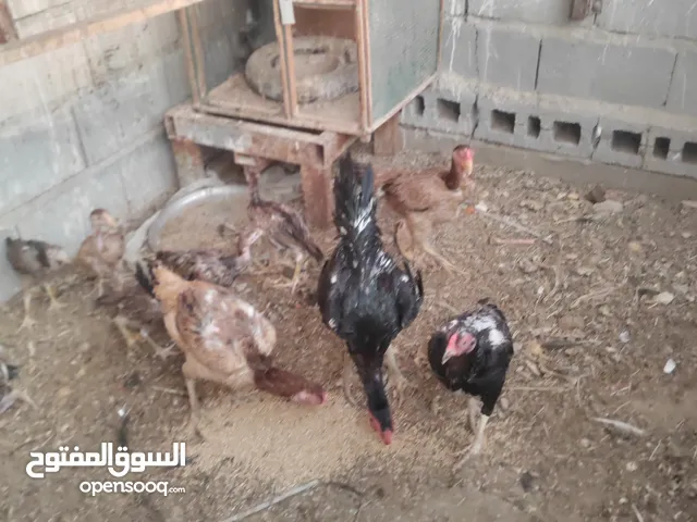 السلام عليكم دجاج للبيع هندي وكويتي وعربي