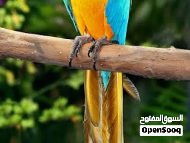 مطلوب مكاو ع سعر 3500 او4000