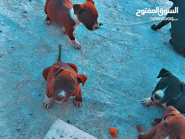 جراو بيتبول للبيع رقم الهاتف
