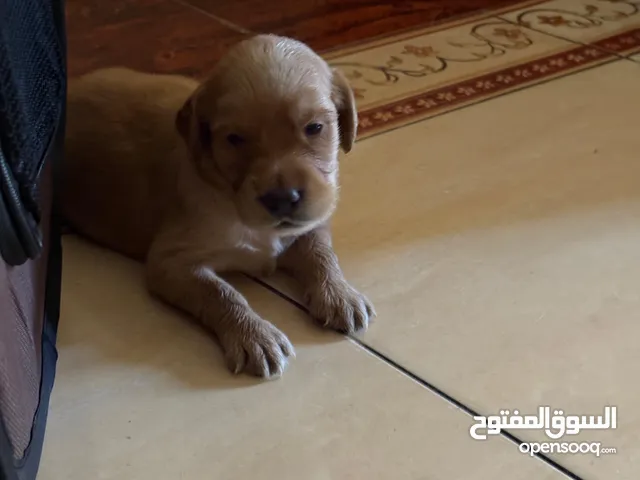 كلاب جولدن ذكور واناث للبيع