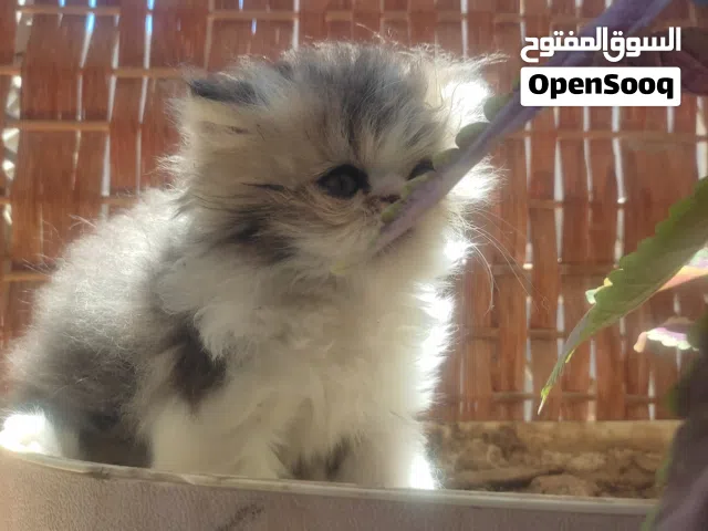 بسم الله . جرو قط فى منتهي الروعه والتميز على قطط البيكي فيس