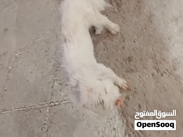 كلب زينه مال بيت نضيف ومرتب ولعوب سعره 25 بي مجال مستعجل علا بيعته