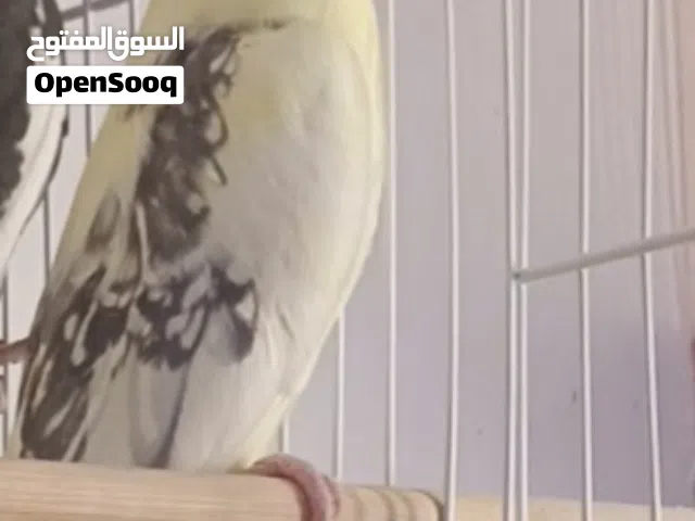 متاح طيره شكريه مسبعه شرط لانتاج والتبزير