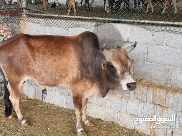 ثور سلاله عمانية للبيع