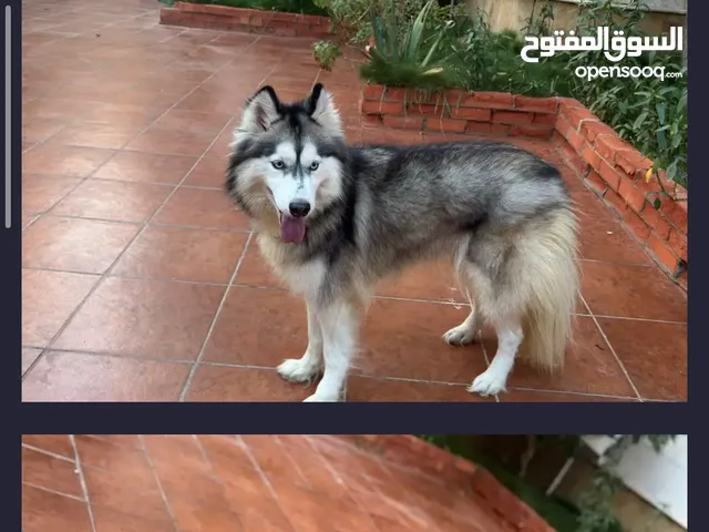 كلبه هاسكي مدربه