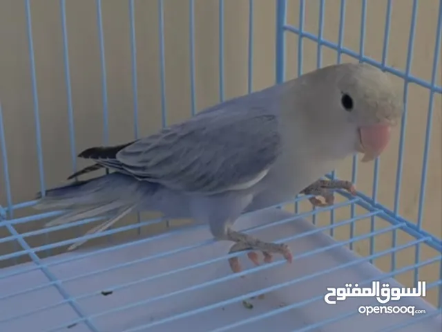بغبا روز أنثى