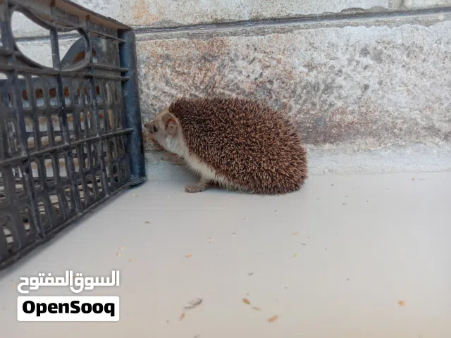 قنفذ اليف للبيع