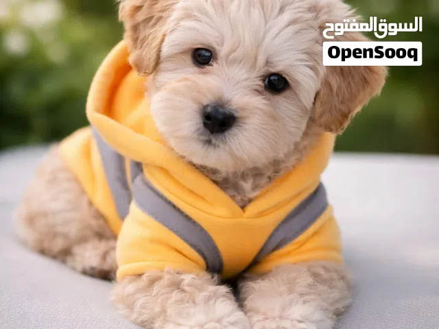 maltipoo female 3 month مالتيبو انثى 3, شهور