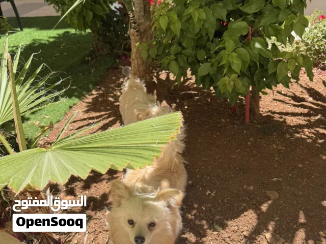 بومرانيان و مالتيز