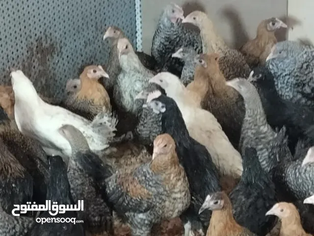 فرخات بلدي عمر ثلاث شهور ونصف للبيع