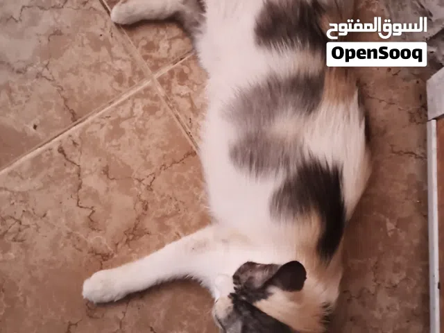 قطط جميلات اللبيع