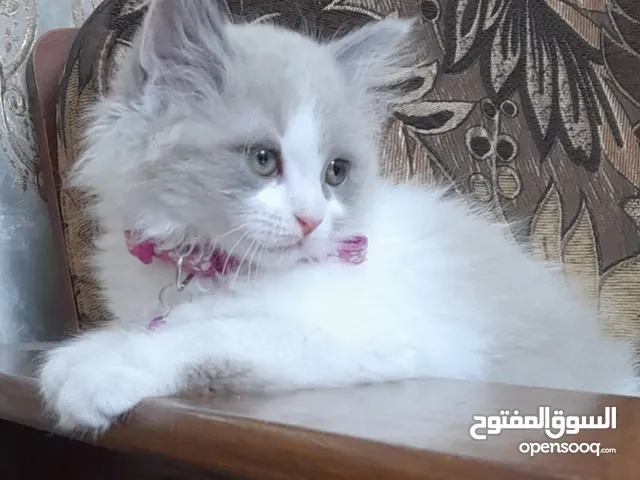 قطه شانشيلا