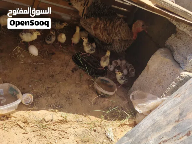 دجاجة رومية
