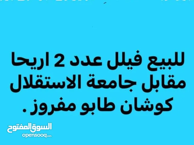 فلل عدد التنين في أريحا