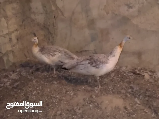 ذكرين طاؤوس امريكي عمر سنه للبدل على غنم