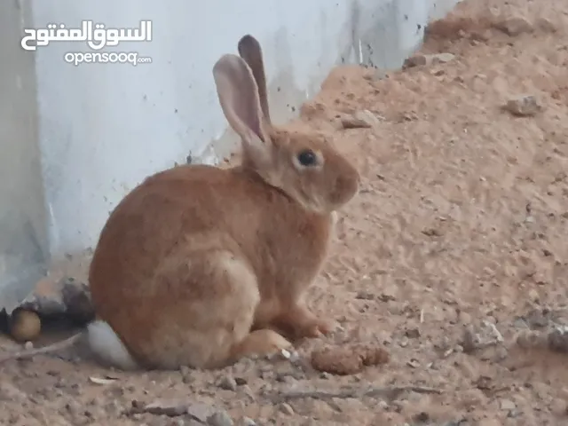 انتاية ارنب للبيع