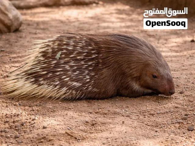 صيد الليل باللون البني النادر