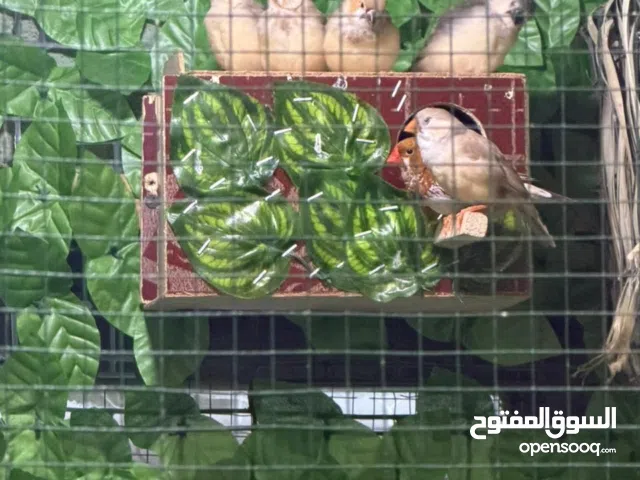 كنيور اليف ربه