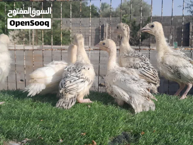 انتاج ديك رومي
