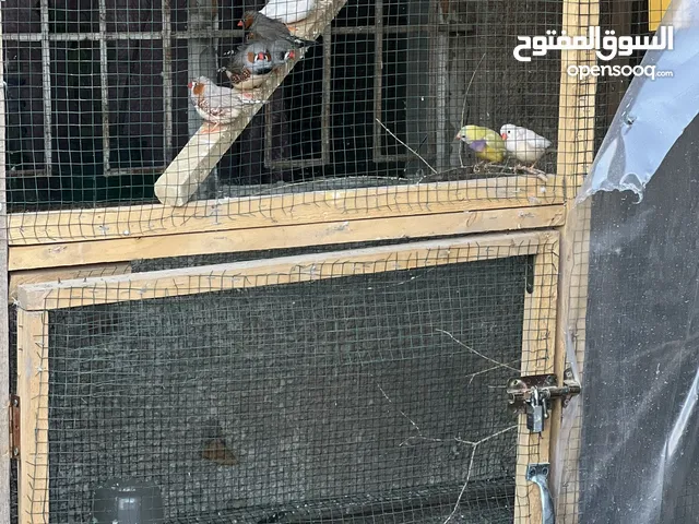 زيبرا فنجس