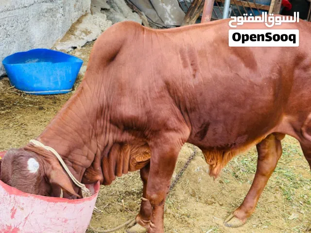 للبيع ثور مطعوم