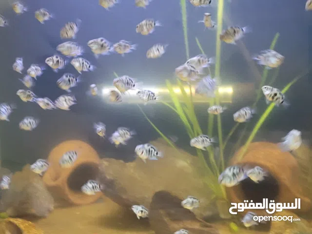 اسماك بولار سعر الحبه 1300