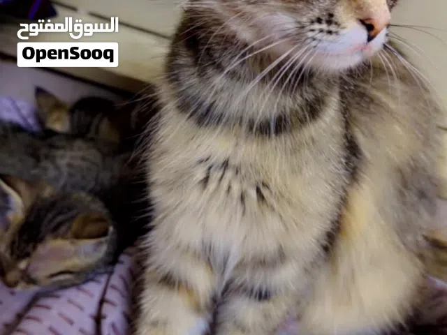 شيراز قطه مع عياله صغار 3 وأم 4