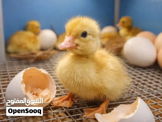 متوفر بط فقس جديد