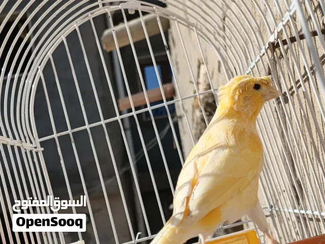 ذكر كناري أصفر مشوش يغني الإنتاج محلي لبيع اي استفسار بخصوص يرجا التواصل علي رقم الهاتف او واتسب فق