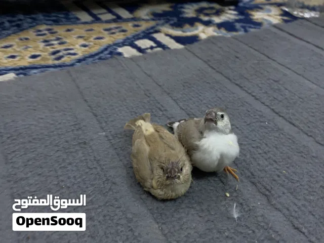 متاح فناجس زق اليفات تصيحه يجيك