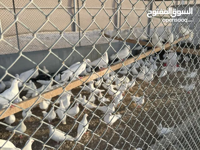 حمام فرنسي لاحم 50 حبة