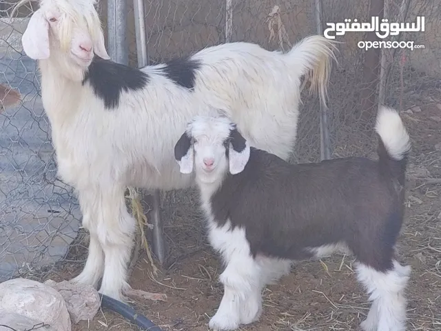 ماشاءالله تبارك الرحمن للبيع مفرد او جمله أغنام من حلال الرحوب الفاخر معرفات مستوى قوي للتربيه