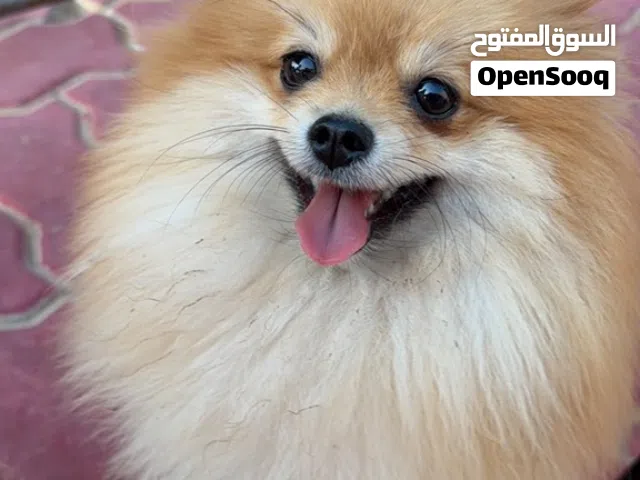 كلاب بومرينيان