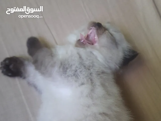 قط أنثى عمرها من شهرين لا ثلاثت أشهر