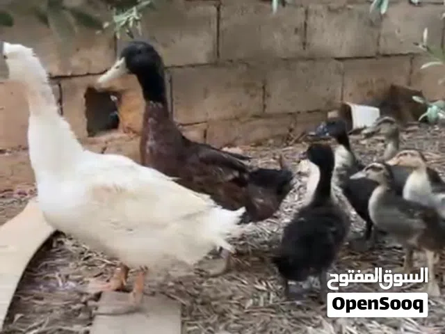 جوز بط مع 7 فراخ