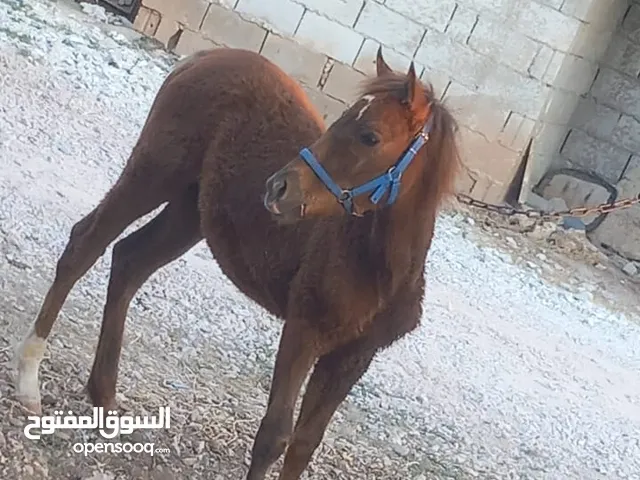 مهره عمرها اربع شهور للبيع بسعر مناسب لجميع