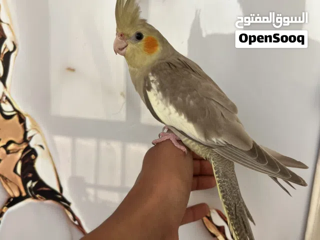 كوكتيل مروض
