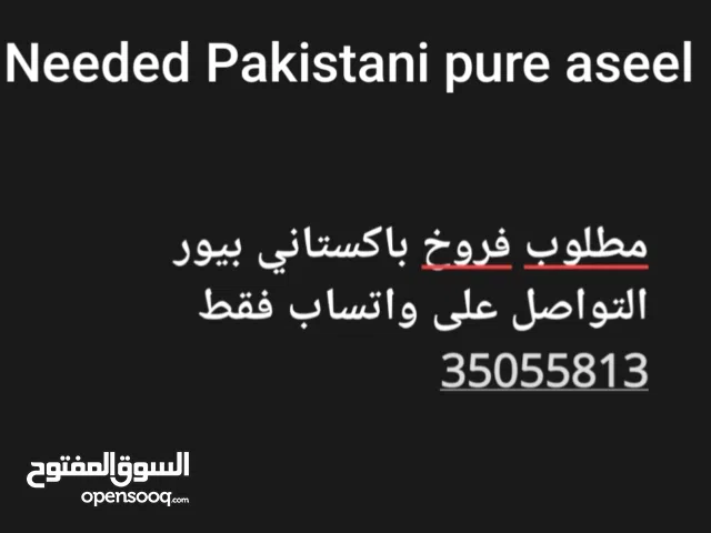 مطلوب فروخ باكستاني بيور التواصل على واتساب  needed Pakistani pure aseel