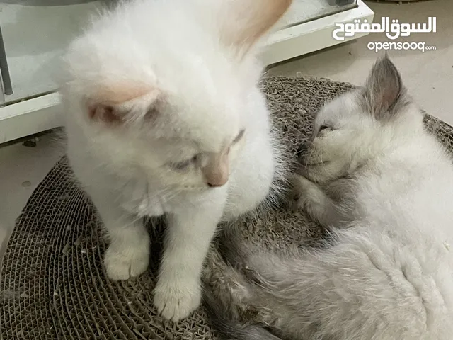 Siamese Kittens looking for a home