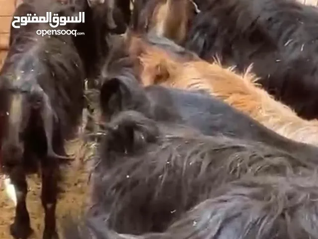 معزا مضاريع