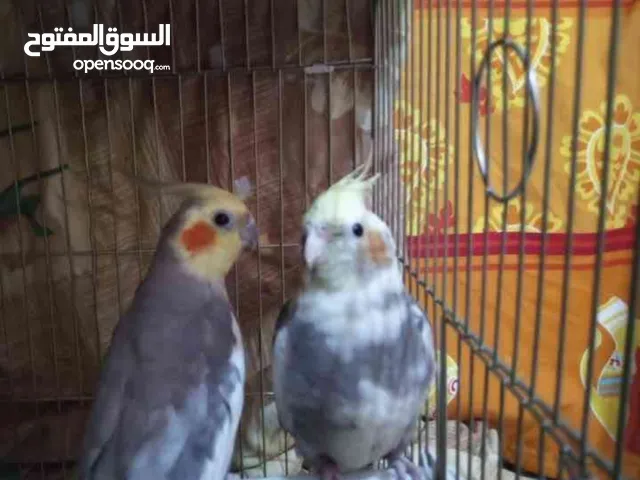 جوز كوكتيل بدل ذكر جرين شيك
