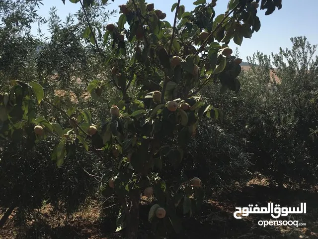 1 Bedroom Farms for Sale in Jerash Other