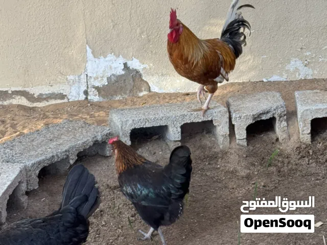 للبيع دجاج عربي 35