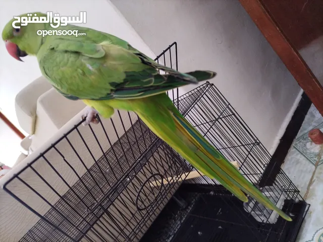 4 Months old parrot + cage /ببغاء عمره 4 شهور