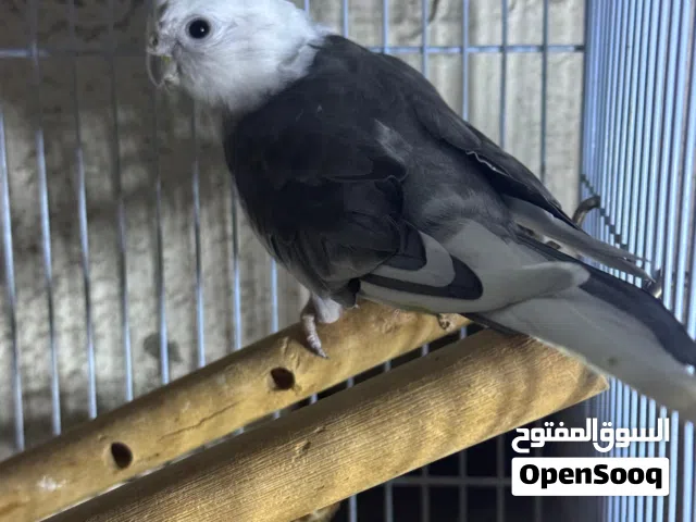 كوكتيل ابيض نادر